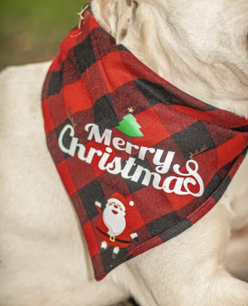 Holiday Dog Collar Scarf