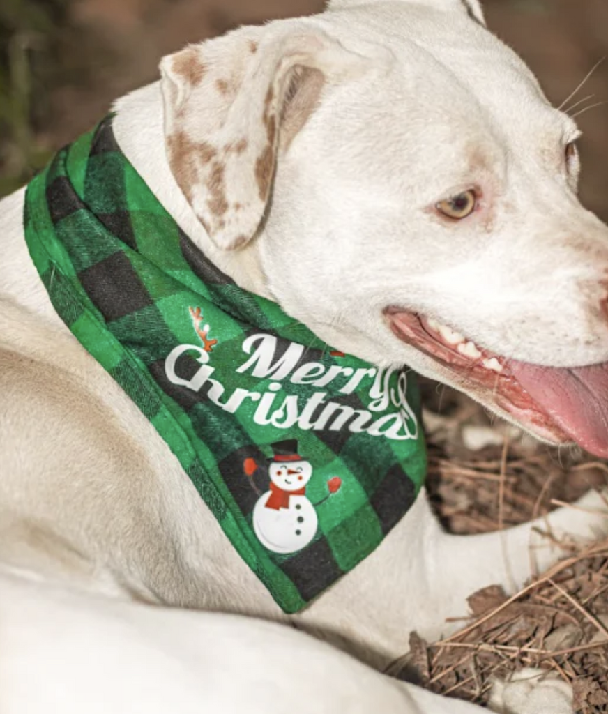 Holiday Dog Collar Scarf